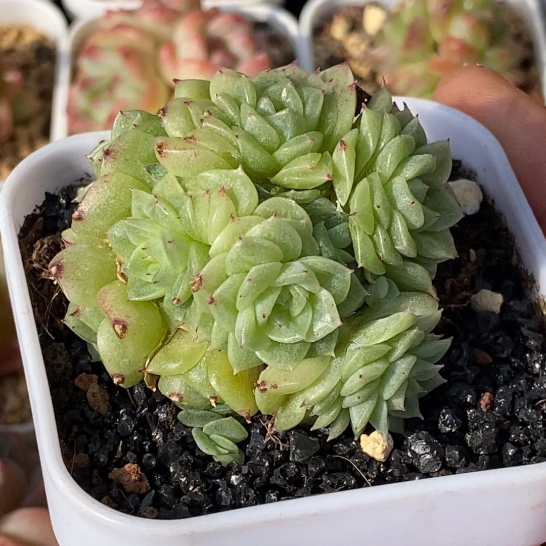 天官赐福百无禁忌