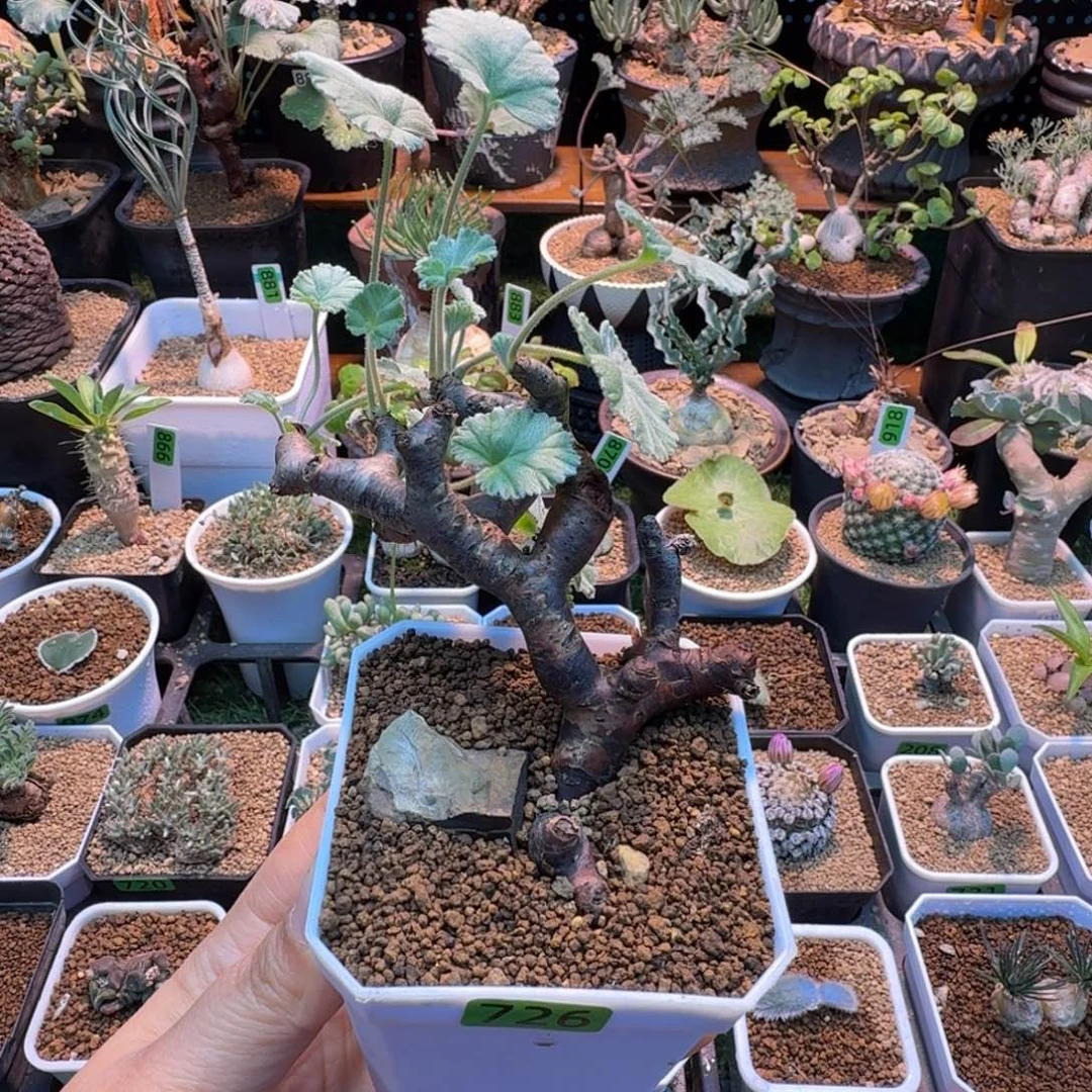 枝干洋葵726 仙人球