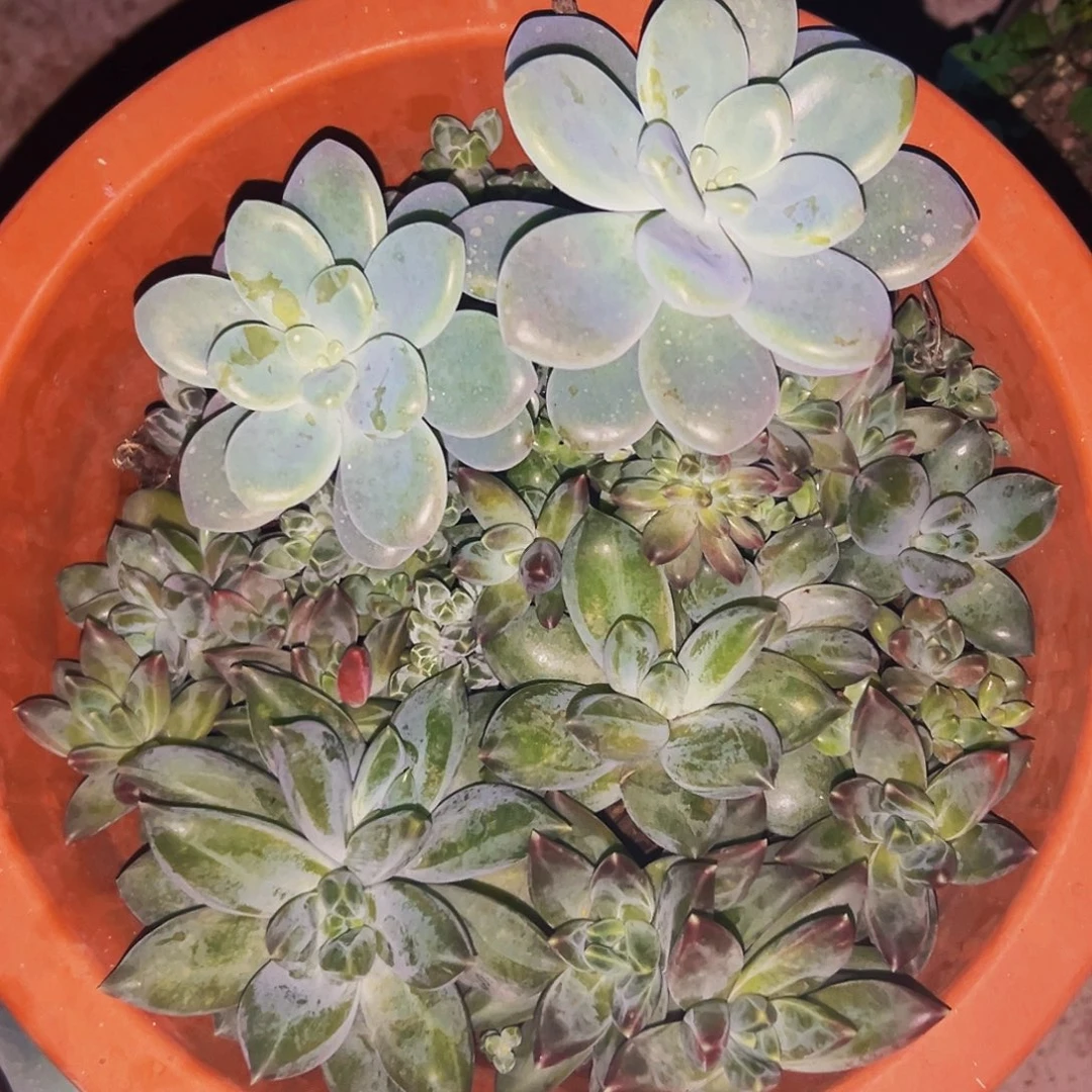 桔云多肉美人精品系列