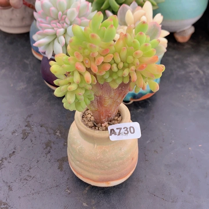 一物一拍含盆土满38包邮A730