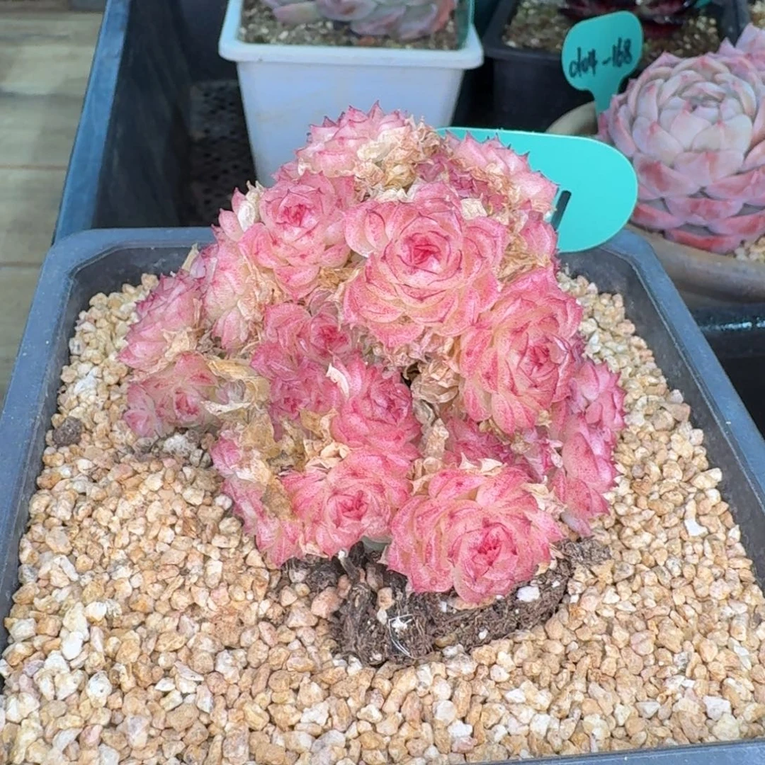 从前慢多肉精选编号0104.171