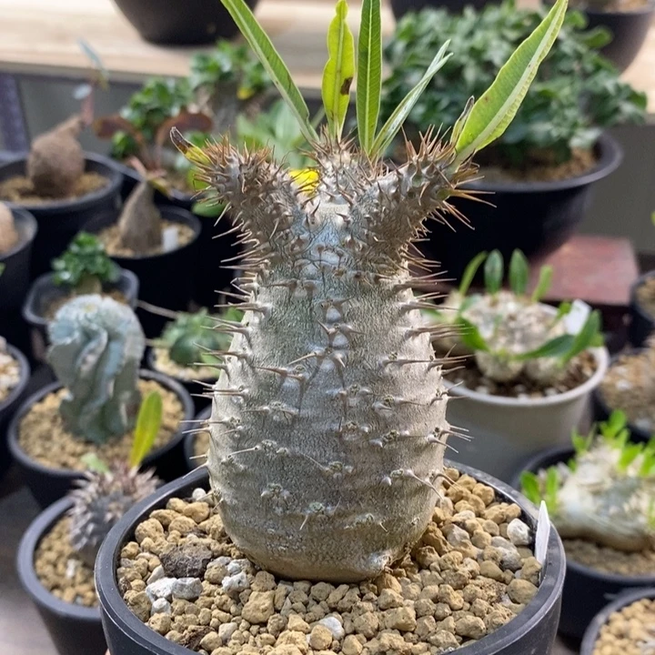 实生园艺象牙宫 一物一拍