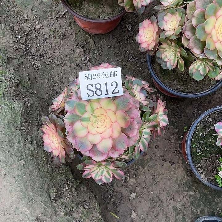 812荔枝多肉植物