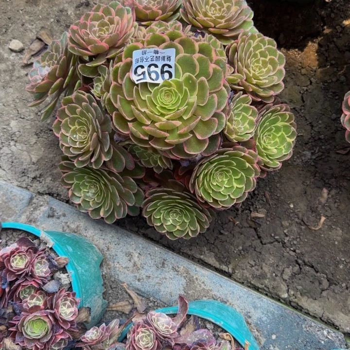 书*粉花妖花25-38包邮花花