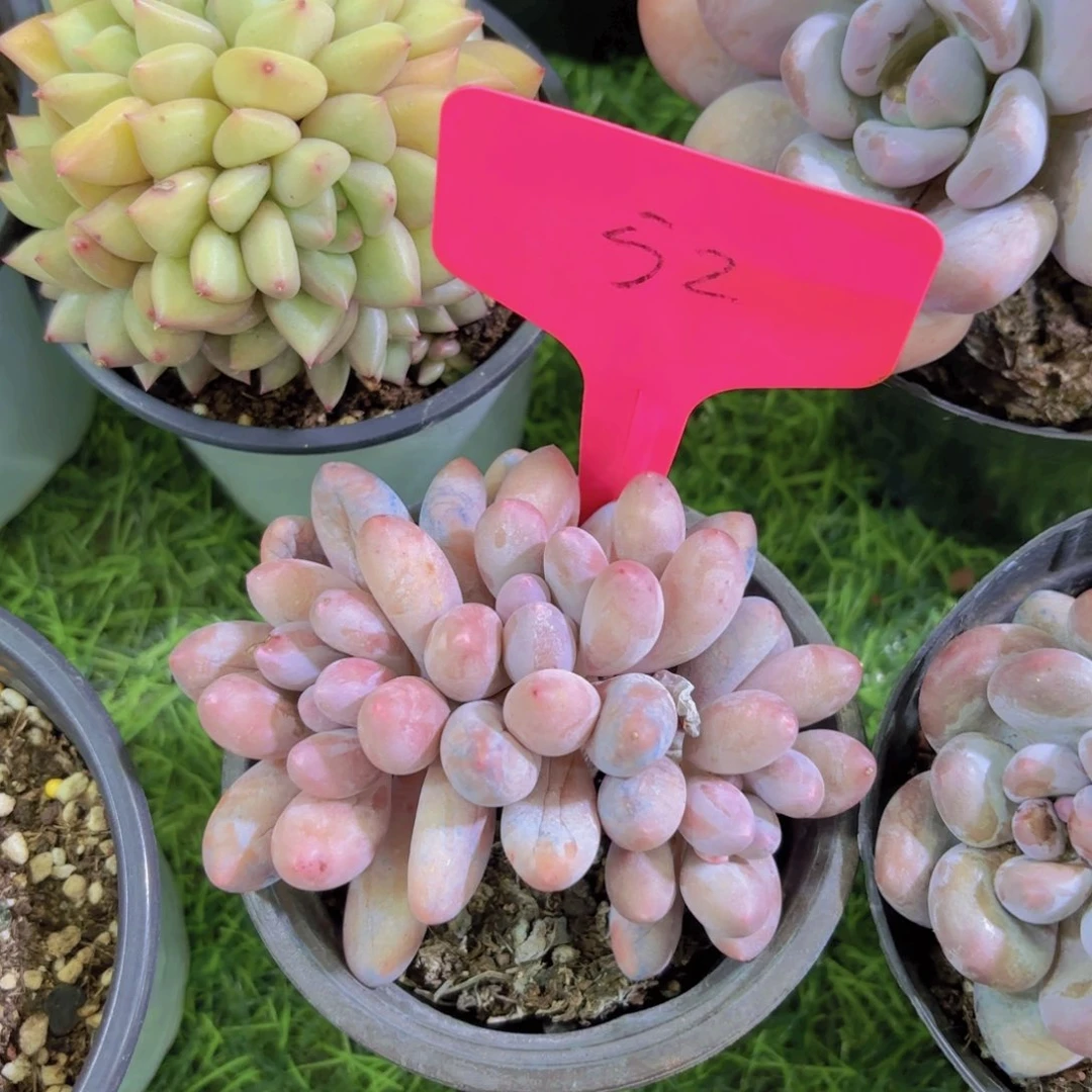 时****他我的小可爱们都好可爱