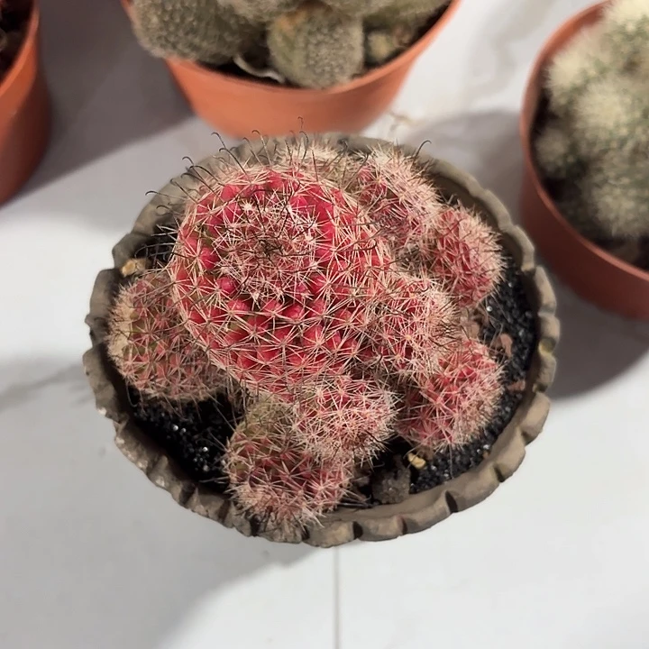 E****n红娜丸仙人球123