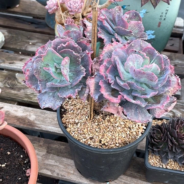 多肉植物，舞会红群