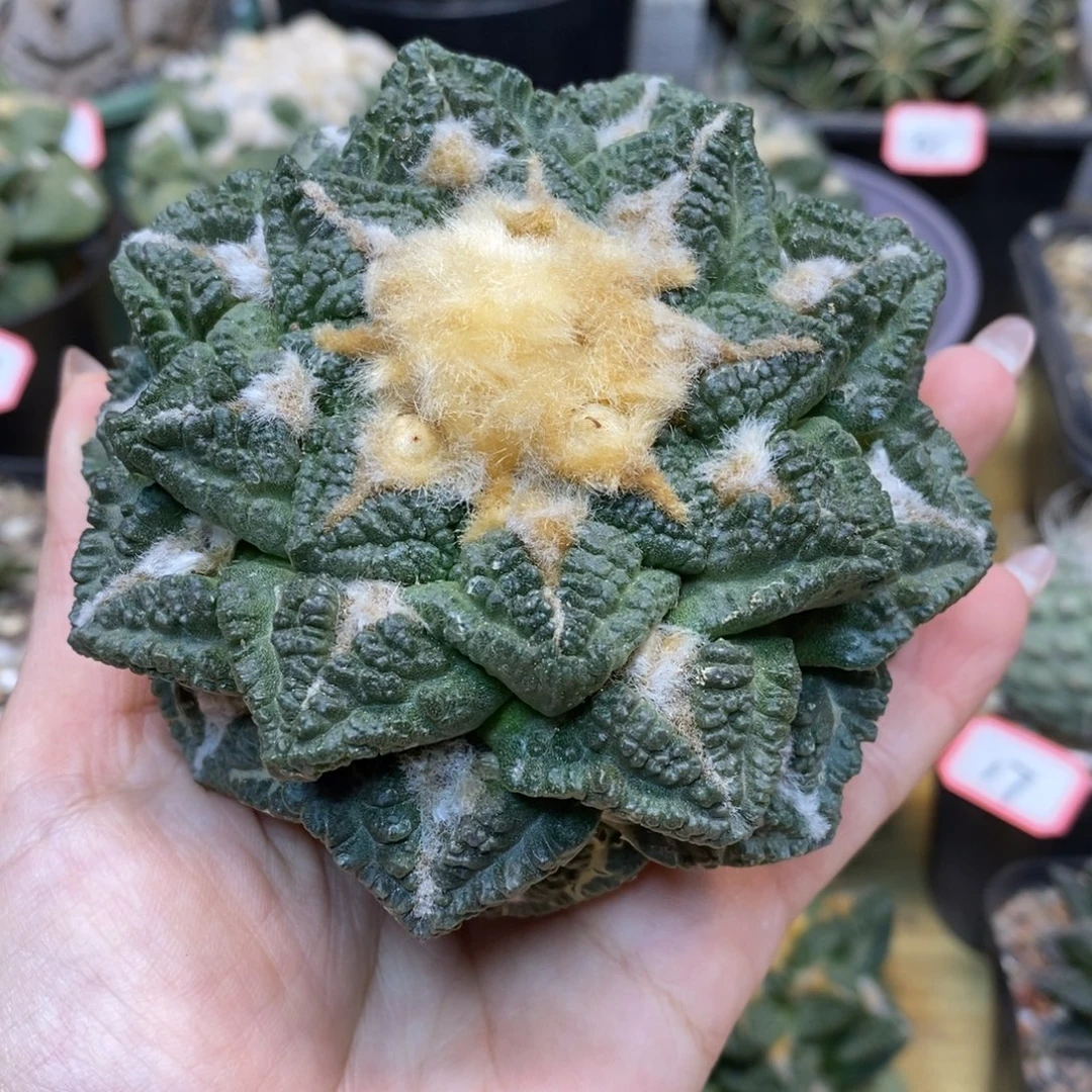 43号  苗接志贺龟甲岩牡丹9.5公分无根