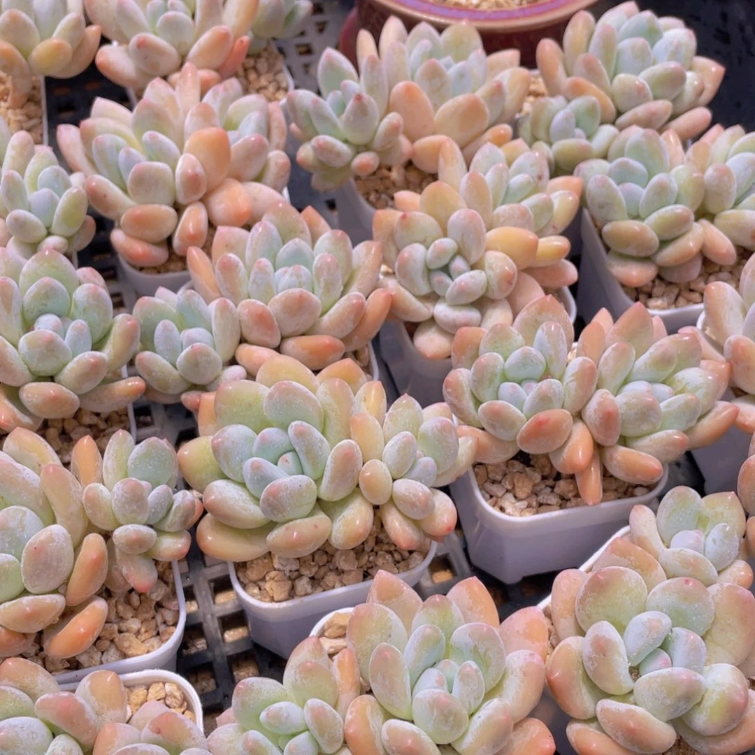 量拍51号 奶油粉香水双头5个