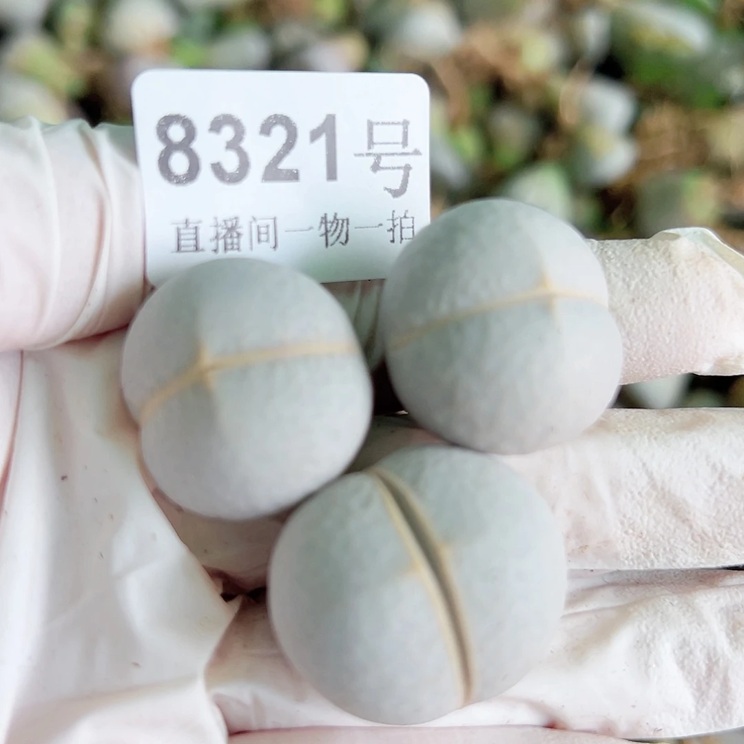 8321 好养易活生石花大母本三个