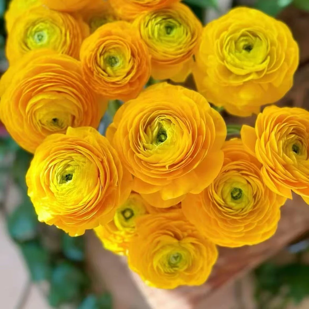 黄金洋牡丹盆栽耐寒耐冻