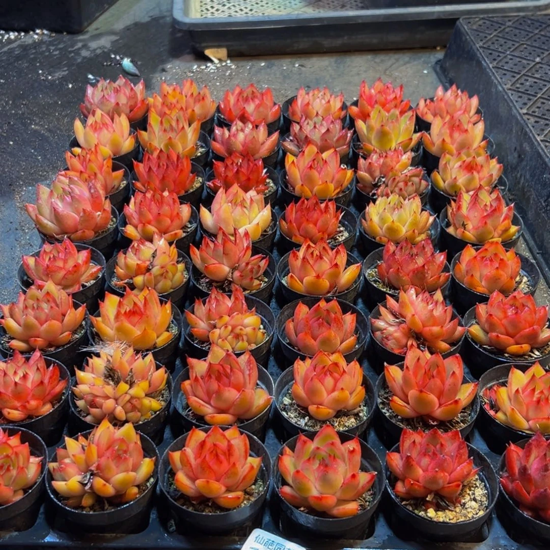 胡***肉147多肉葡萄的味道是真的