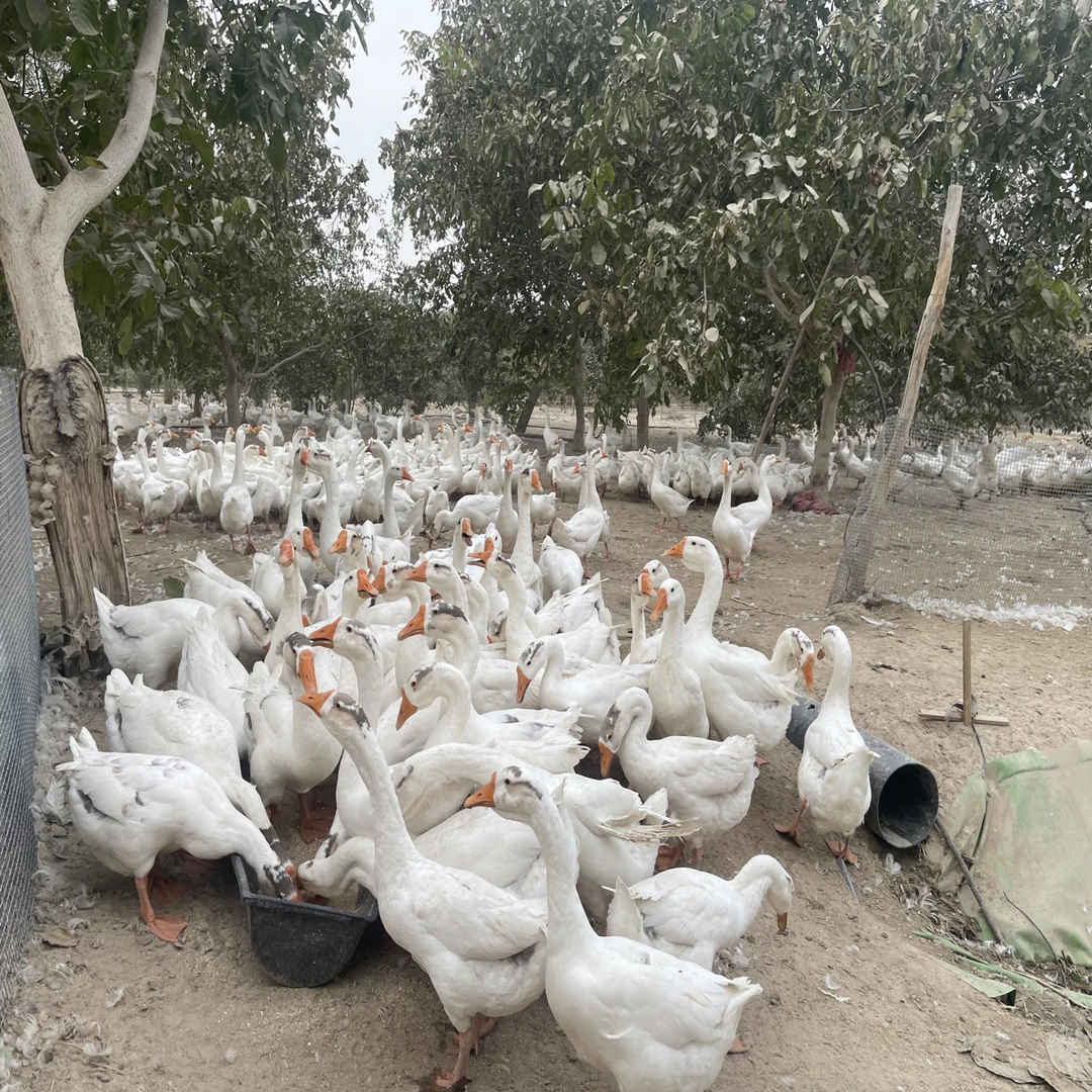 新疆包邮 散养美味新鲜现杀鲜食大白鹅0防腐剂买一送一