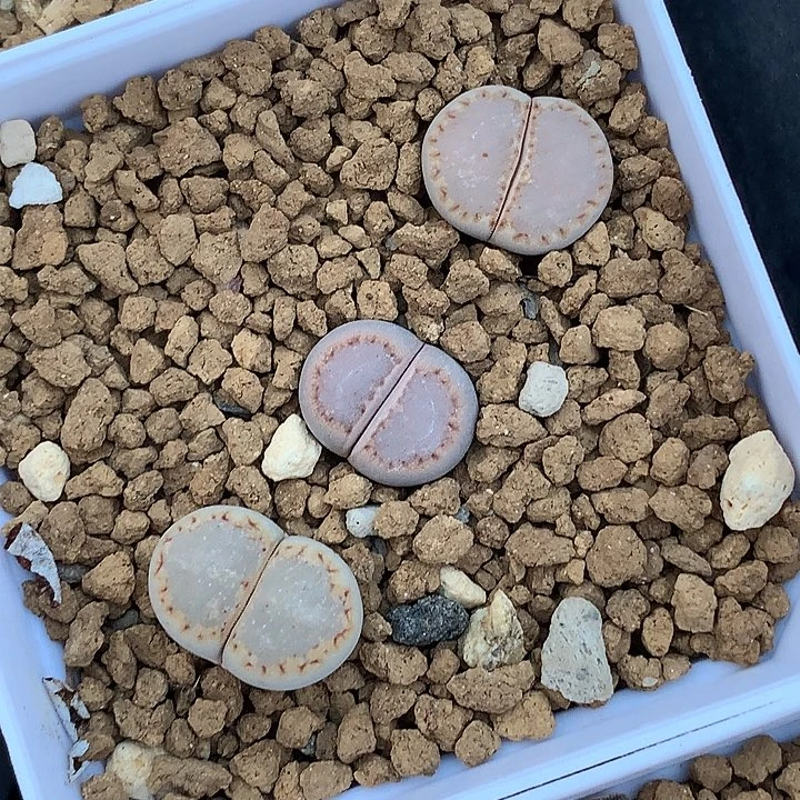 精品多肉植物精品多肉