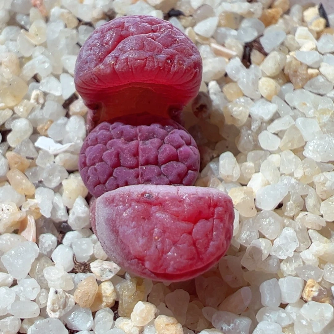 小*舟113-253.我的小猪