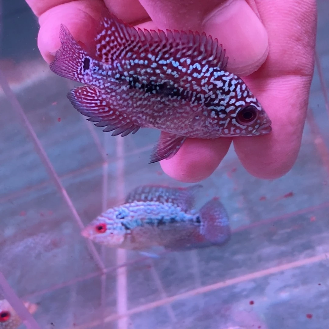 罗汉鱼雨*大112233