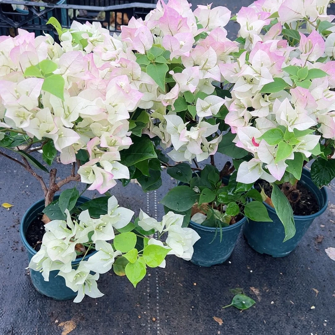 大部分花苞少量开放绿樱掌中宝一棵