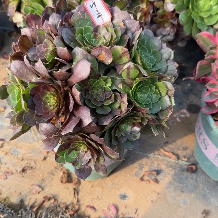 5-11花月夜叶片干处理不包售后