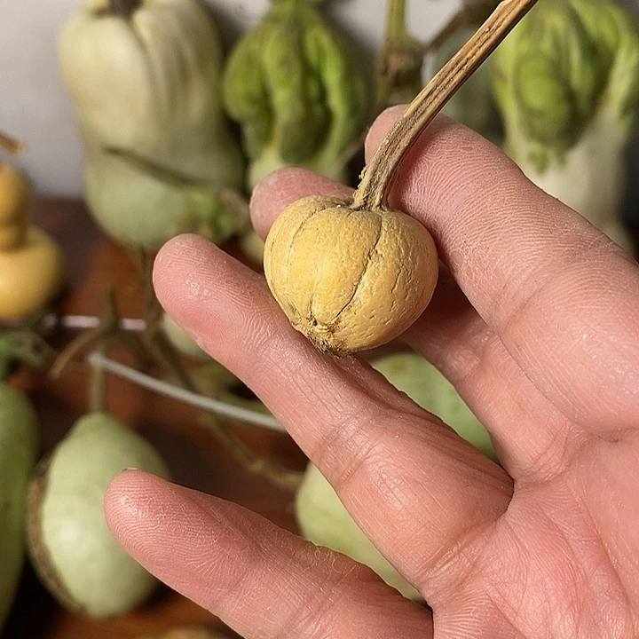 大***成青皮葫芦手把件摆件
