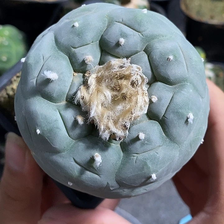 苗接蓝白肌无侧芽海鲜。767号