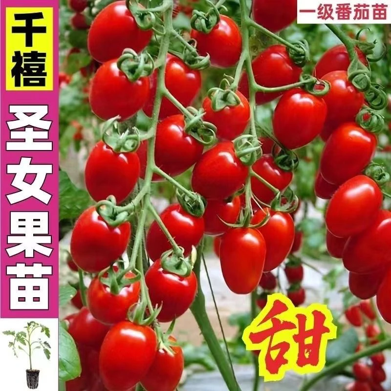 圣女果苗四季小番茄苗秧苗盆栽矮生西红柿苗秧秋季菜苗樱桃千禧