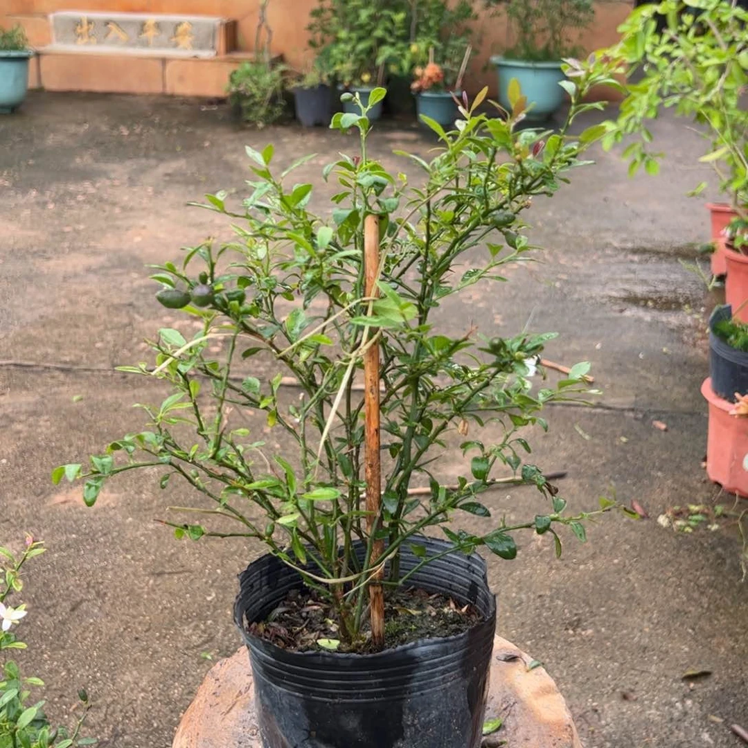 无花朵绿植盆栽植物花卉