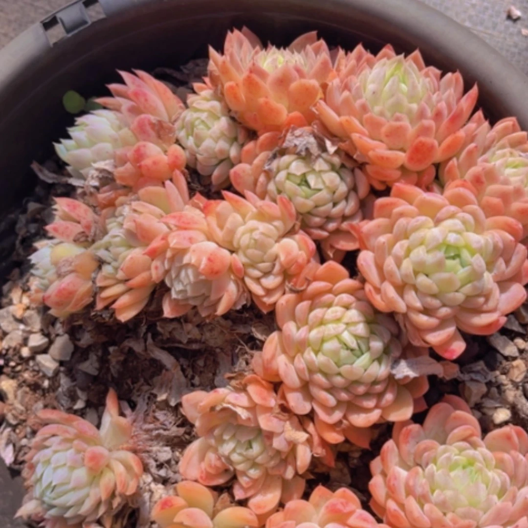 【闪购商品】加勒比海蓝18115