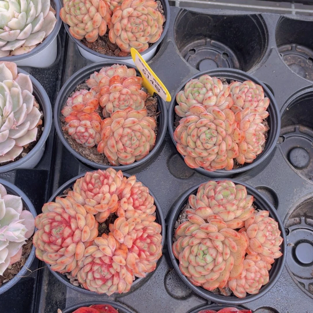 614号金雀母本大群生一个