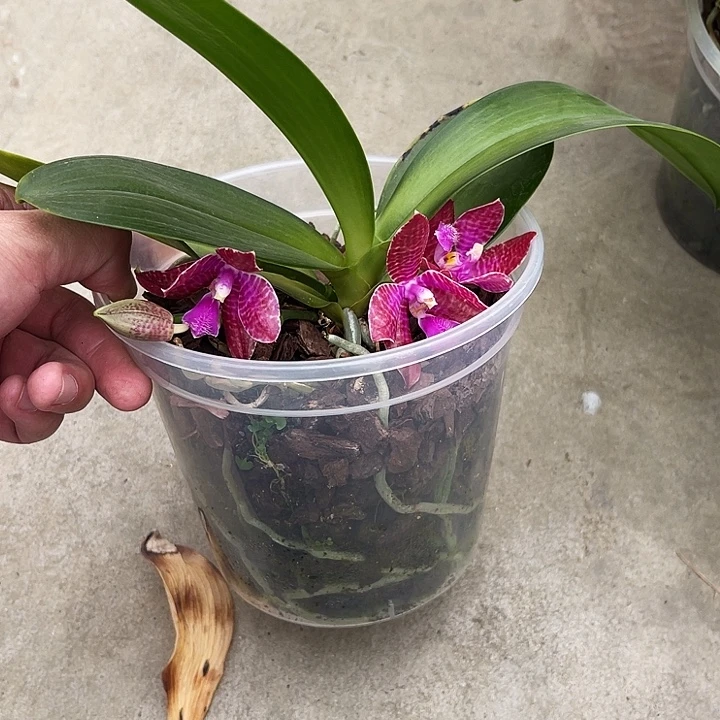 全部花苞红路德兄弟交