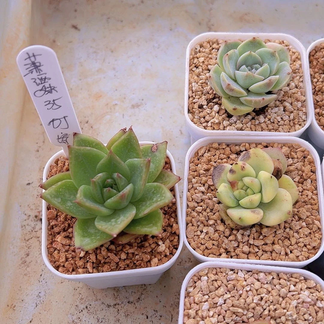 潇*妹新品，多肉植物，