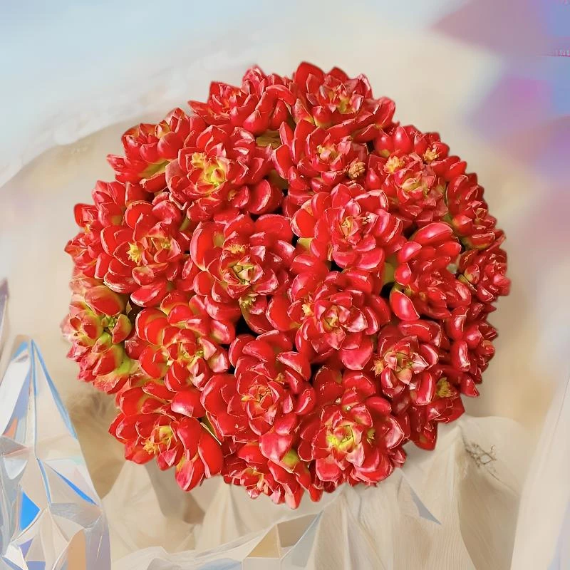 L大盆爱马仕玫瑰 冠幅15-18cm 喜阳耐旱越晒越红皮实好养稀有多肉