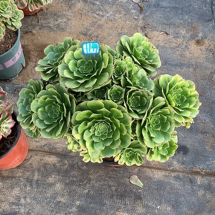 多肉植物五彩琉璃1199