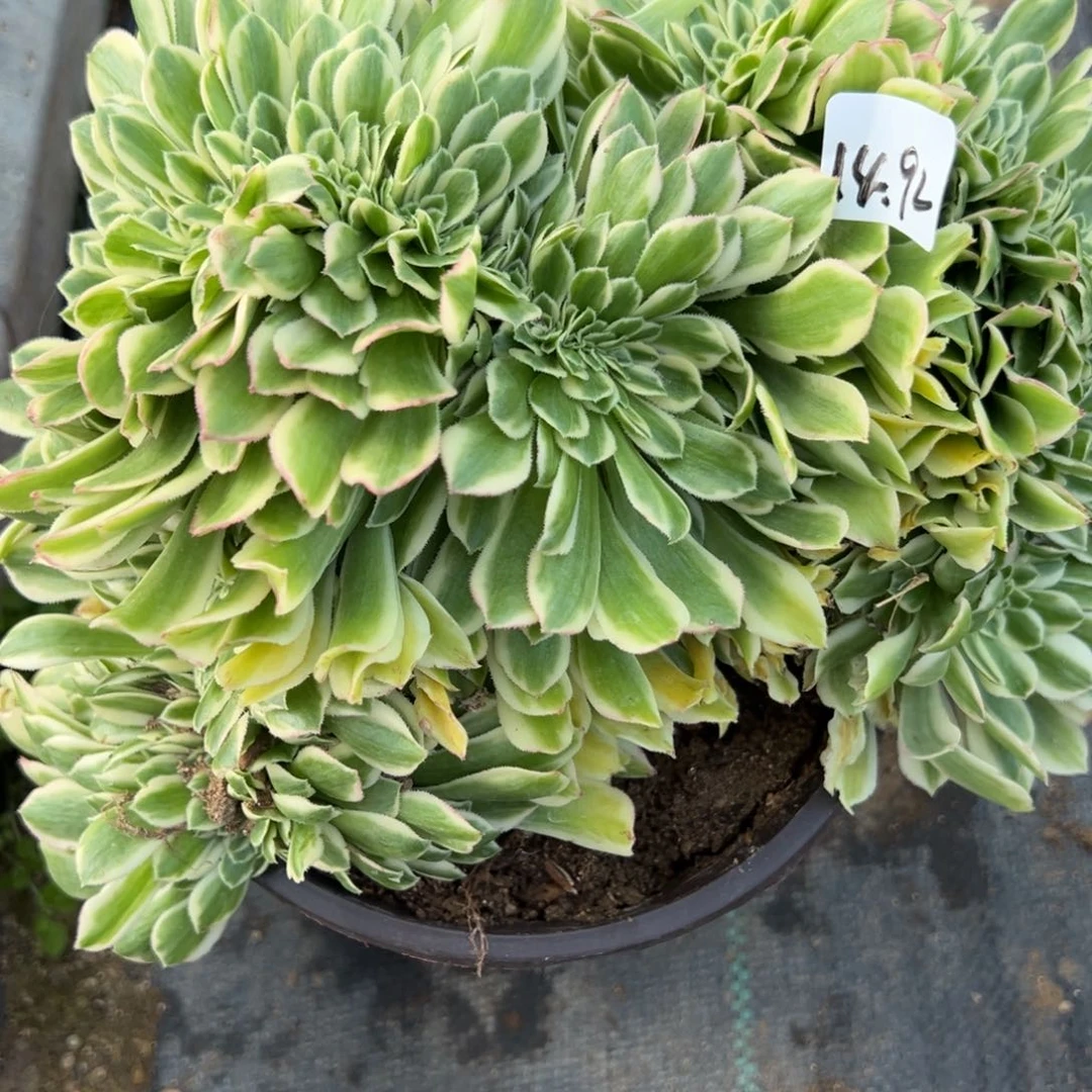 92迈巴多肉植物紫