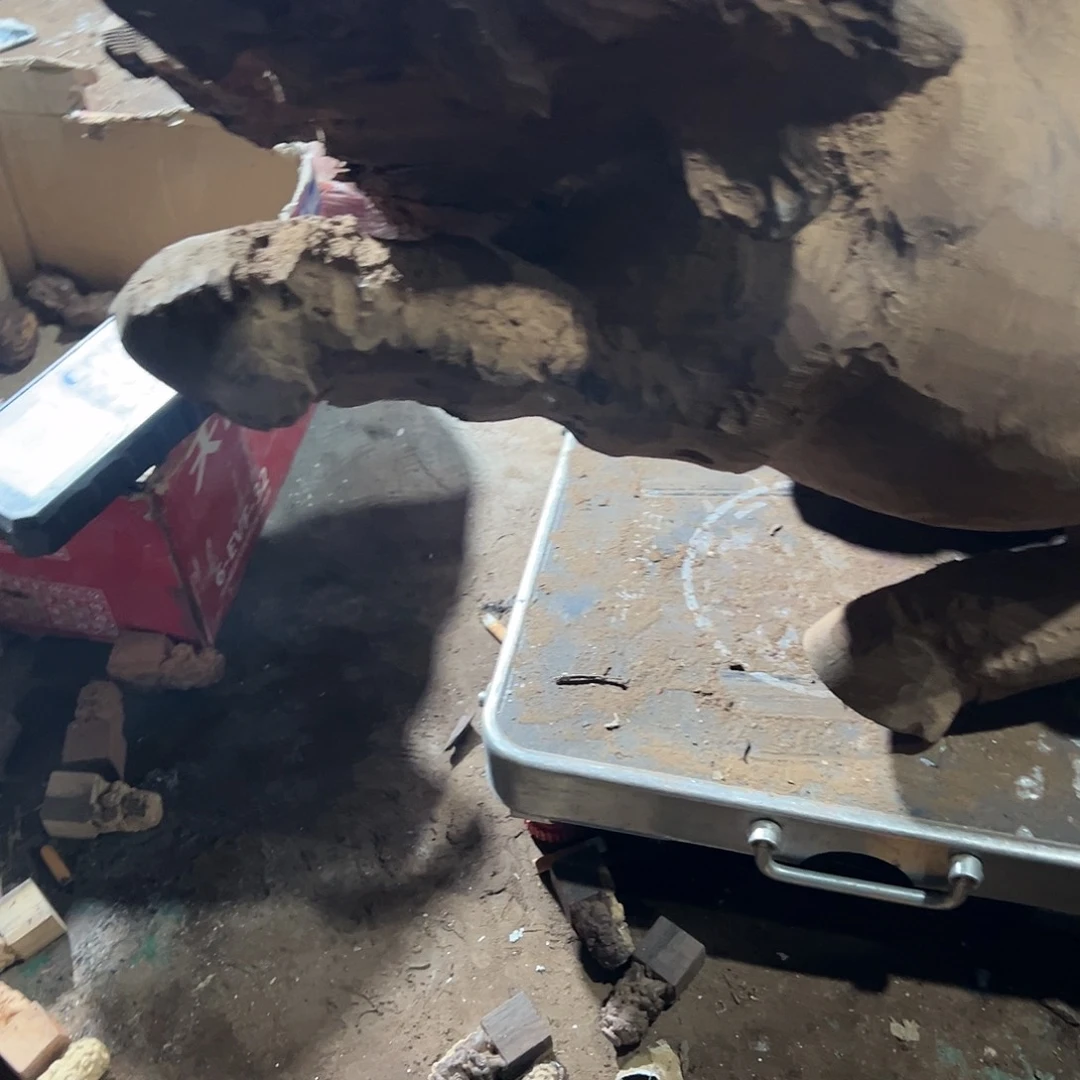 风车木（黑檀木）会**鱼12345