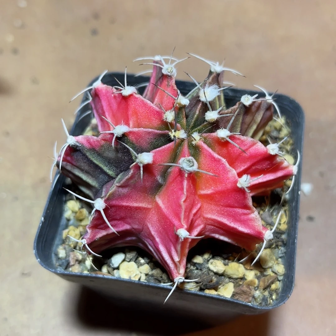 肋骨牡丹锦一物一拍