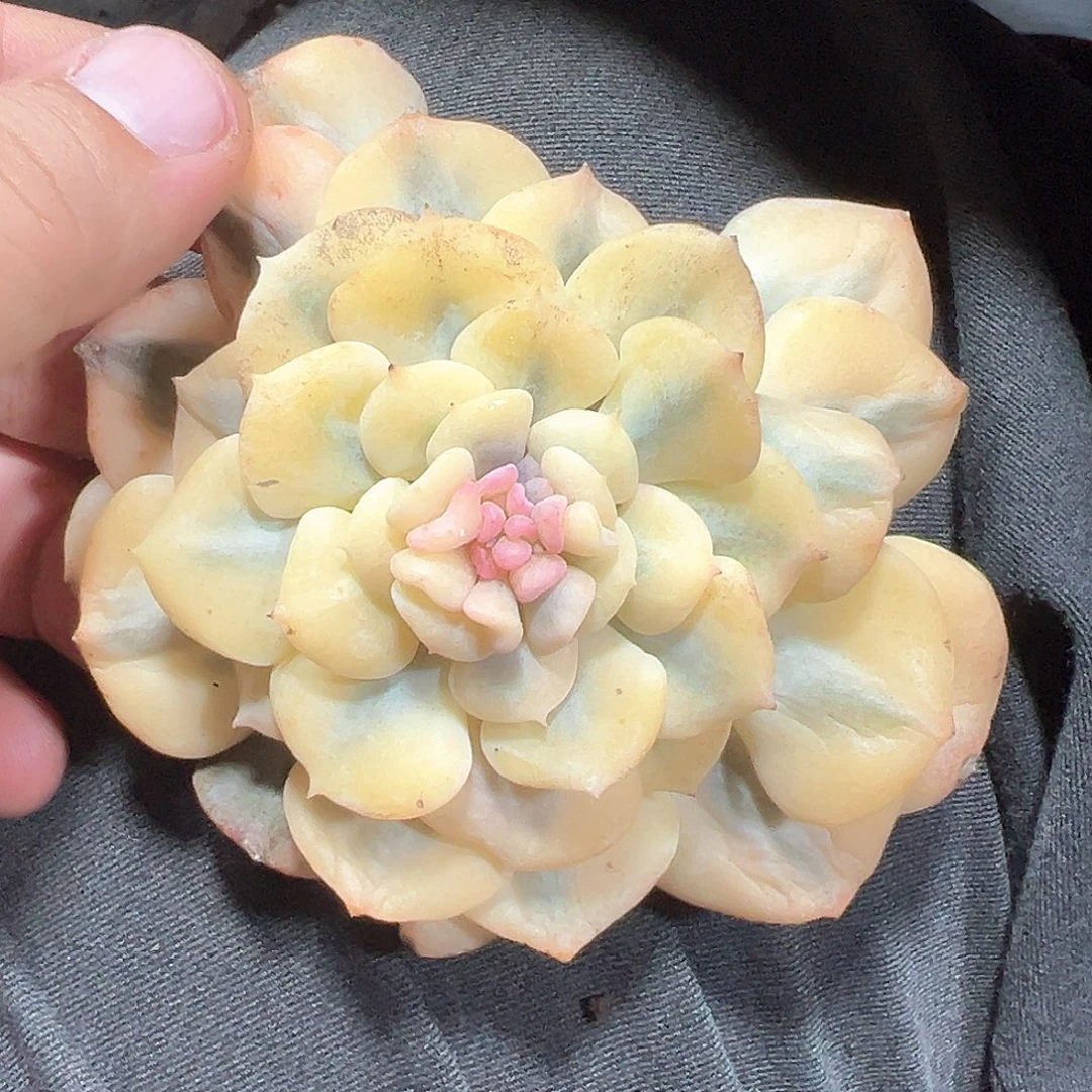 雪精灵锦 一单包邮非偏远