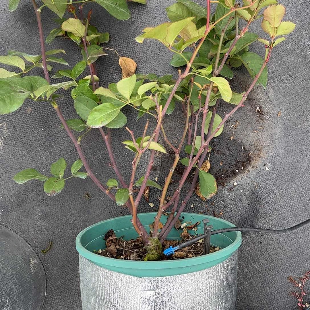 无花朵月光漫步， 1.8加仑土球发货
