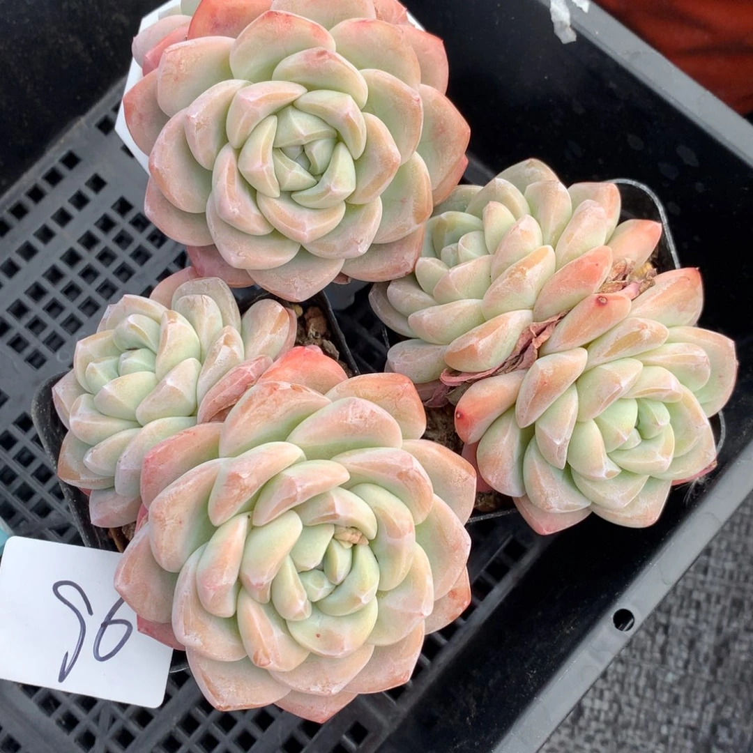 0203-96 精控老桩冰玉双头三颗