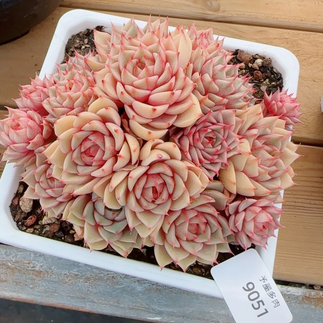 笨吧无砍，9051多肉植物