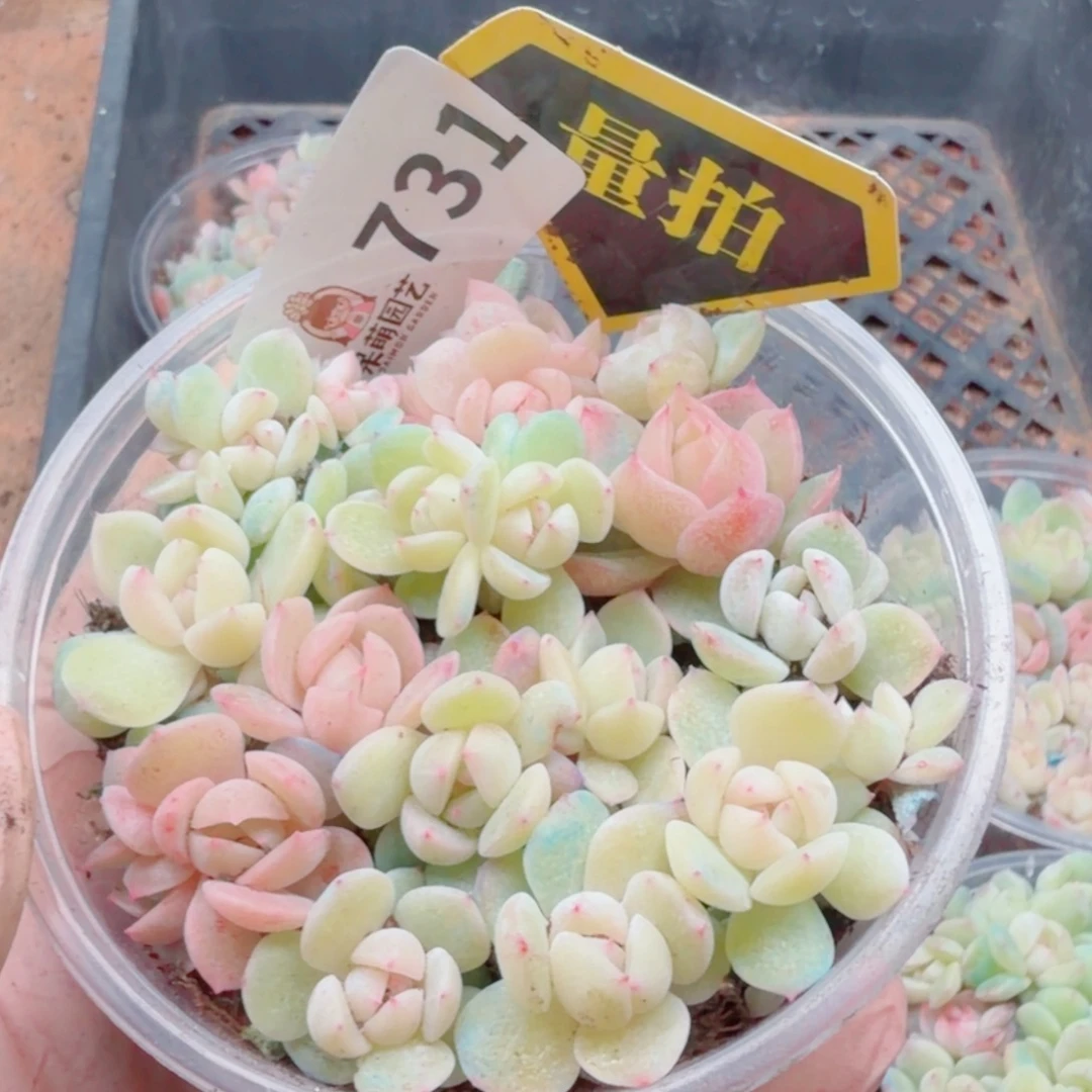 多肉植物多肉植物