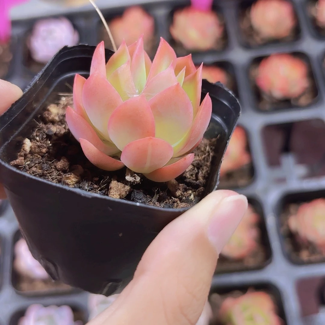 精品绮罗多肉植物