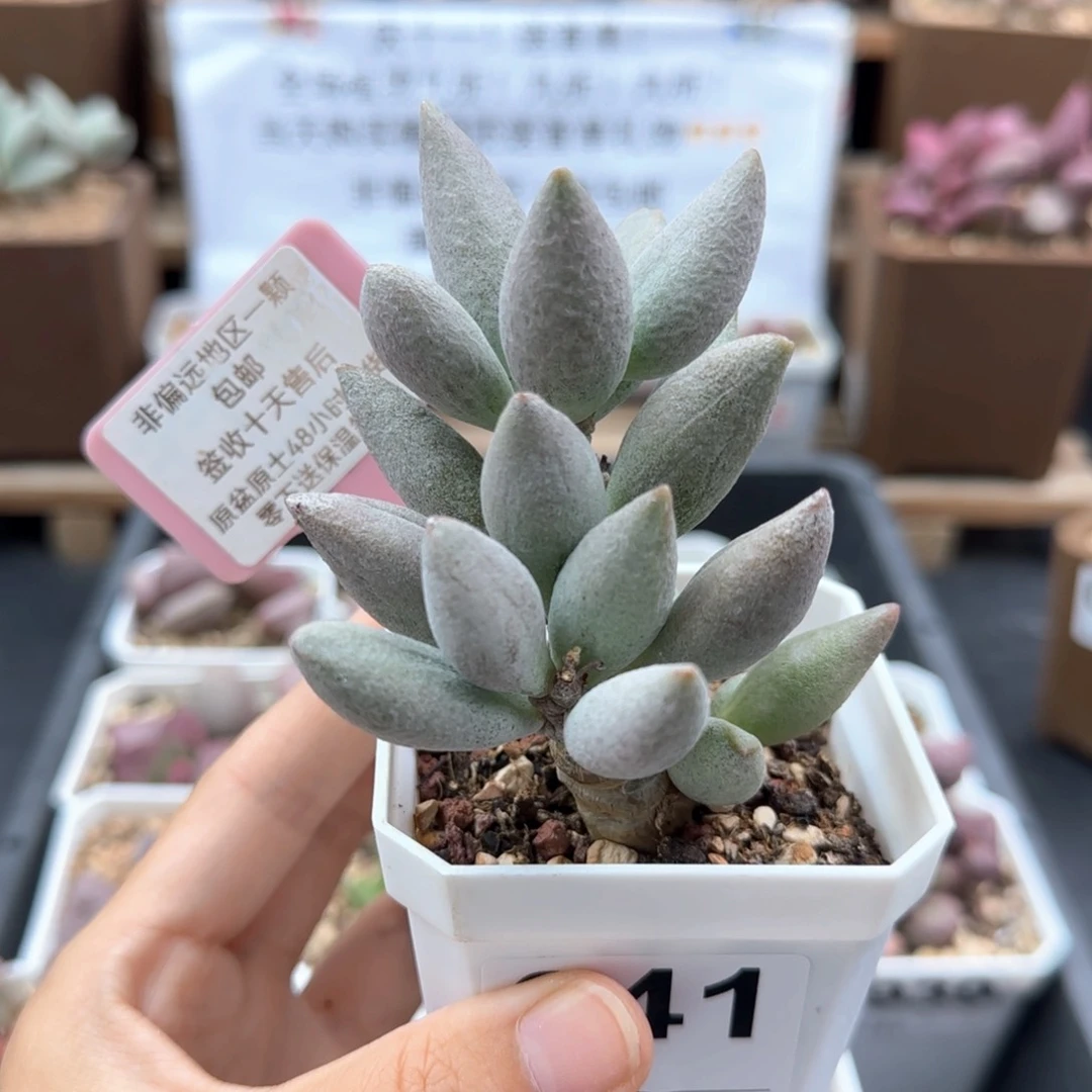 爱**角041白糖豆多肉植物
