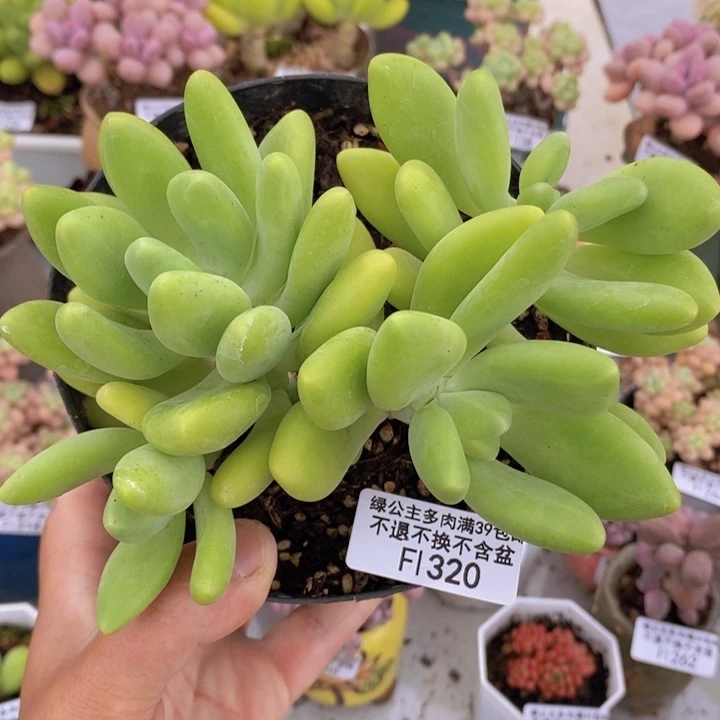 芒果奶14cm320多肉植物
