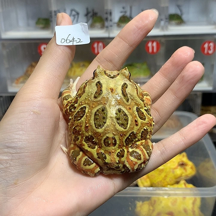 四***熹角蛙0642福利大原色