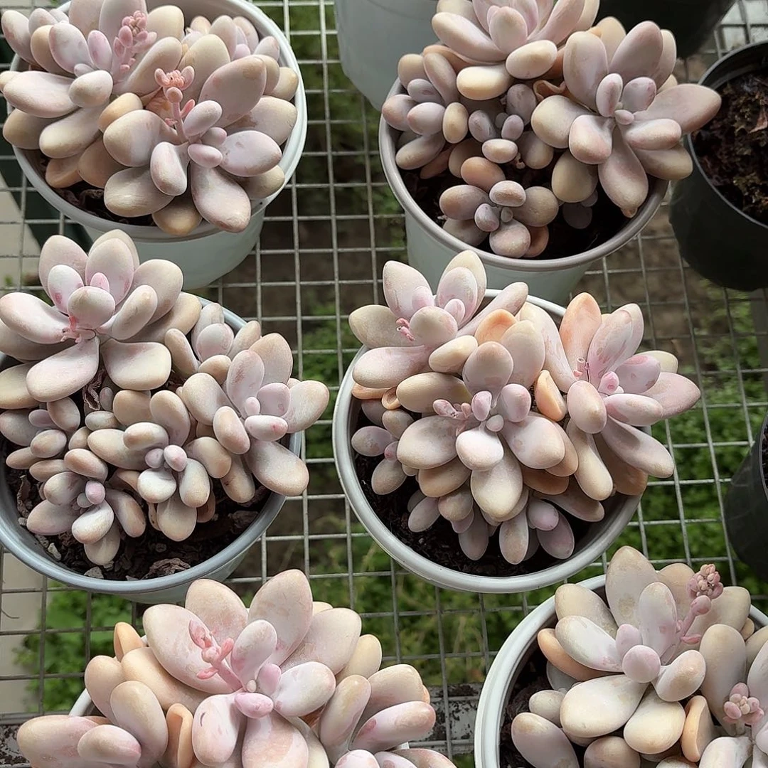 桃蛋群生12㎝盆参考