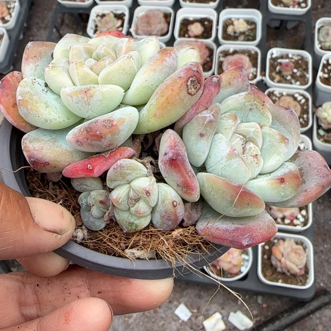 多肉小卡拉米糖心一物一拍