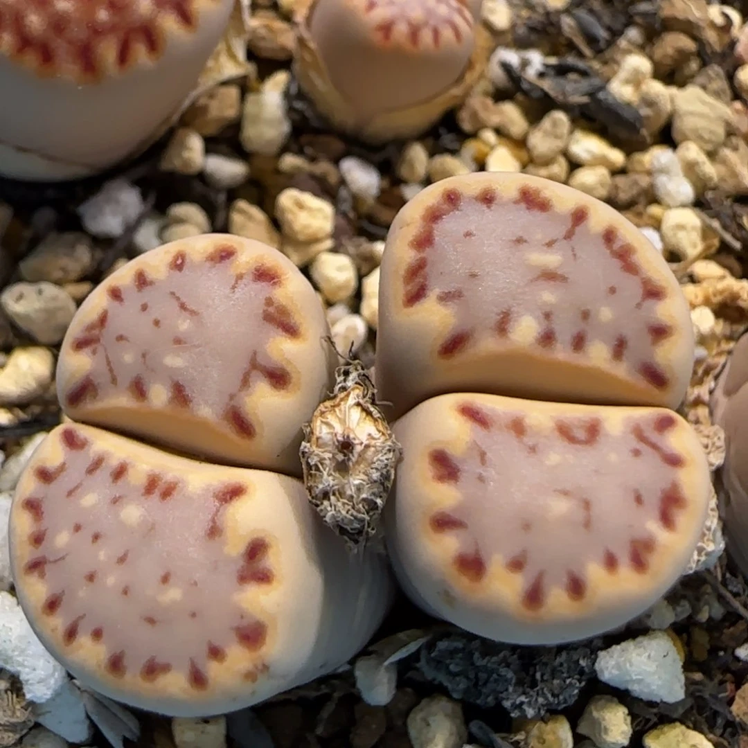 5.29。    饼干。5026