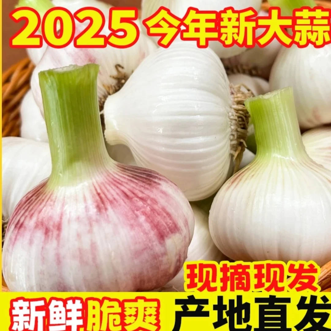 现挖新鲜嫩大蒜紫白皮多瓣蒜农家自种可腌糖醋可晒