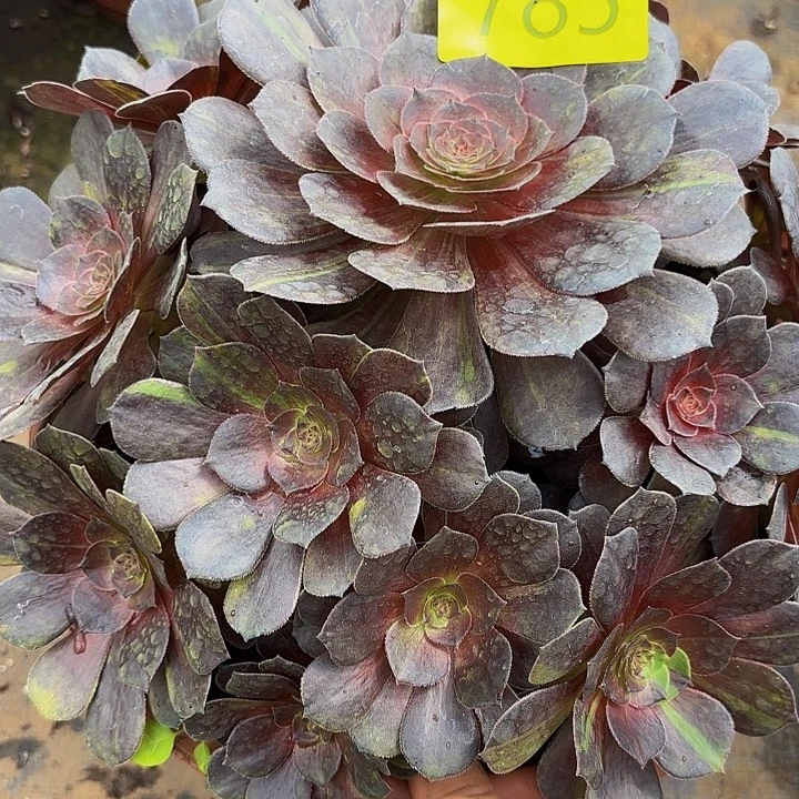 多肉植物福利785个