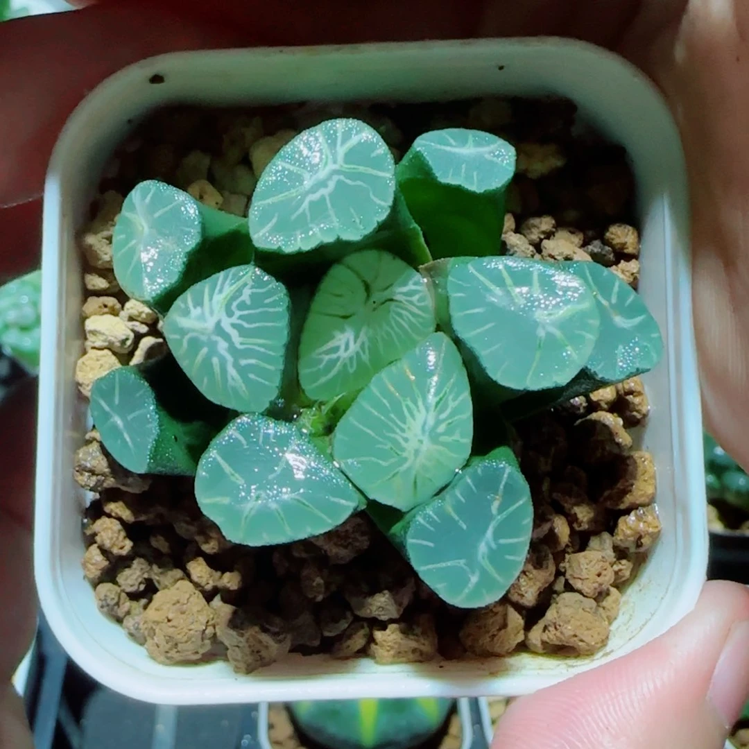 冰河万象多肉植物